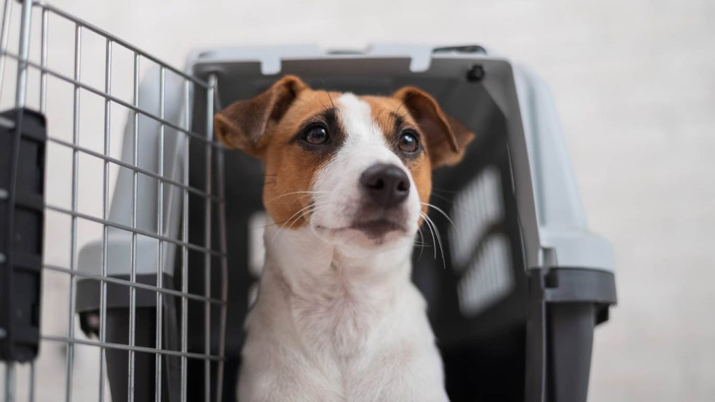 Dịch vụ gửi mèo Sài Gòn đi Phú Quốc – Pet Đi Xe