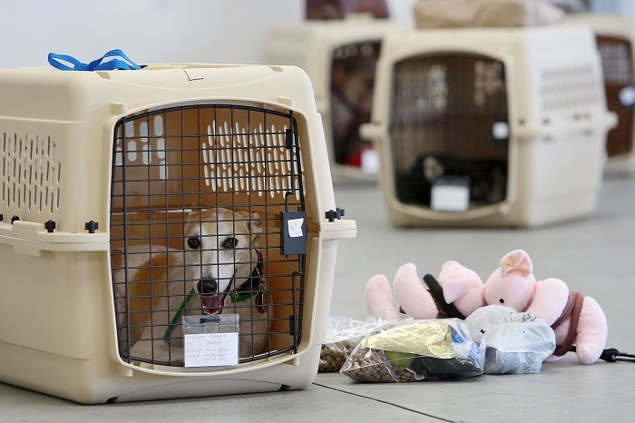 Dịch vụ gửi mèo Sài Gòn đi Phú Quốc – Pet Đi Xe