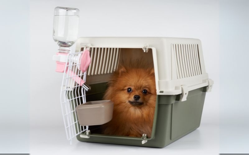 Dịch vụ gửi mèo Sài Gòn đi Phú Quốc – Pet Đi Xe